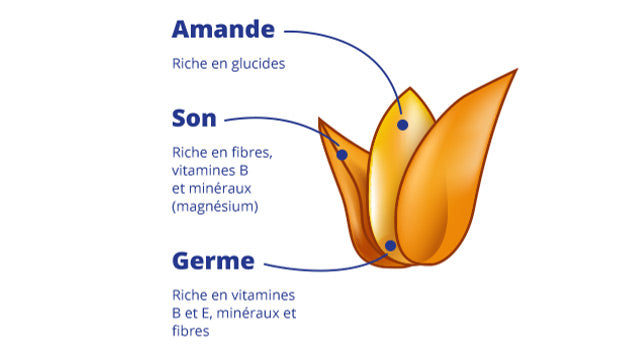illustration of the composition of the Biscuits Prince by lu