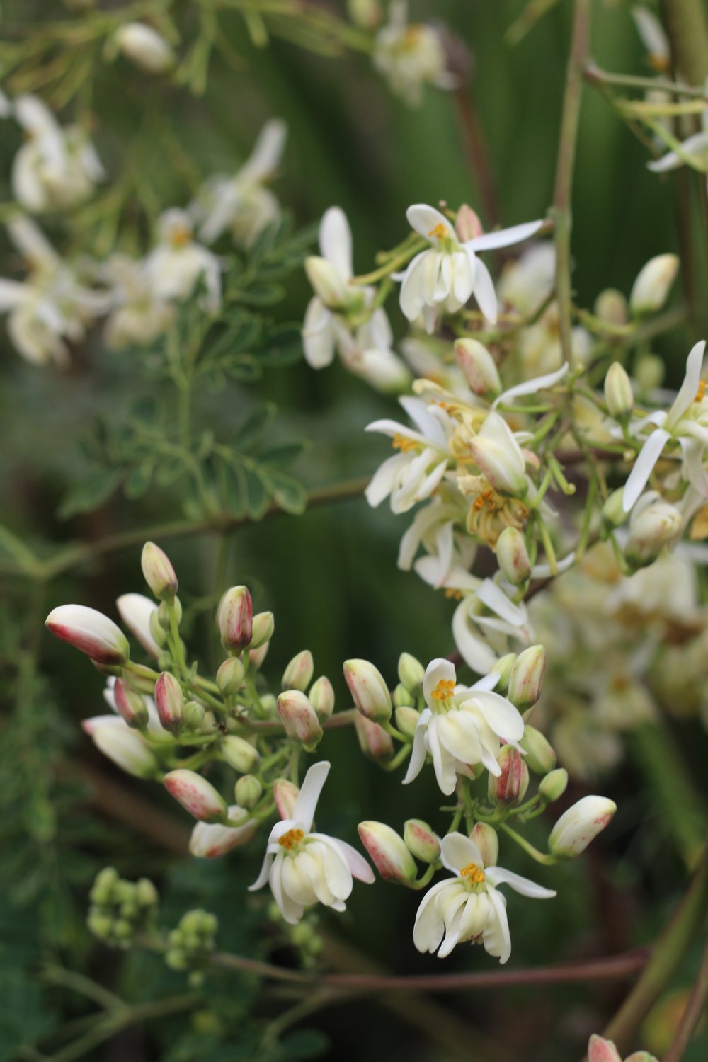 Moringa Rose Salve